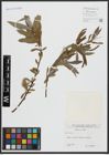 Foto von Salix alba L.